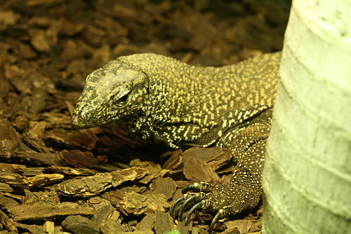 Clouded monitor